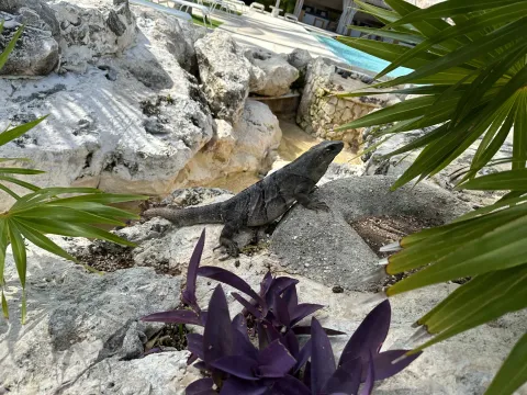 HASCA2023で心臓マッサージ練習アプリの発表をしてきました