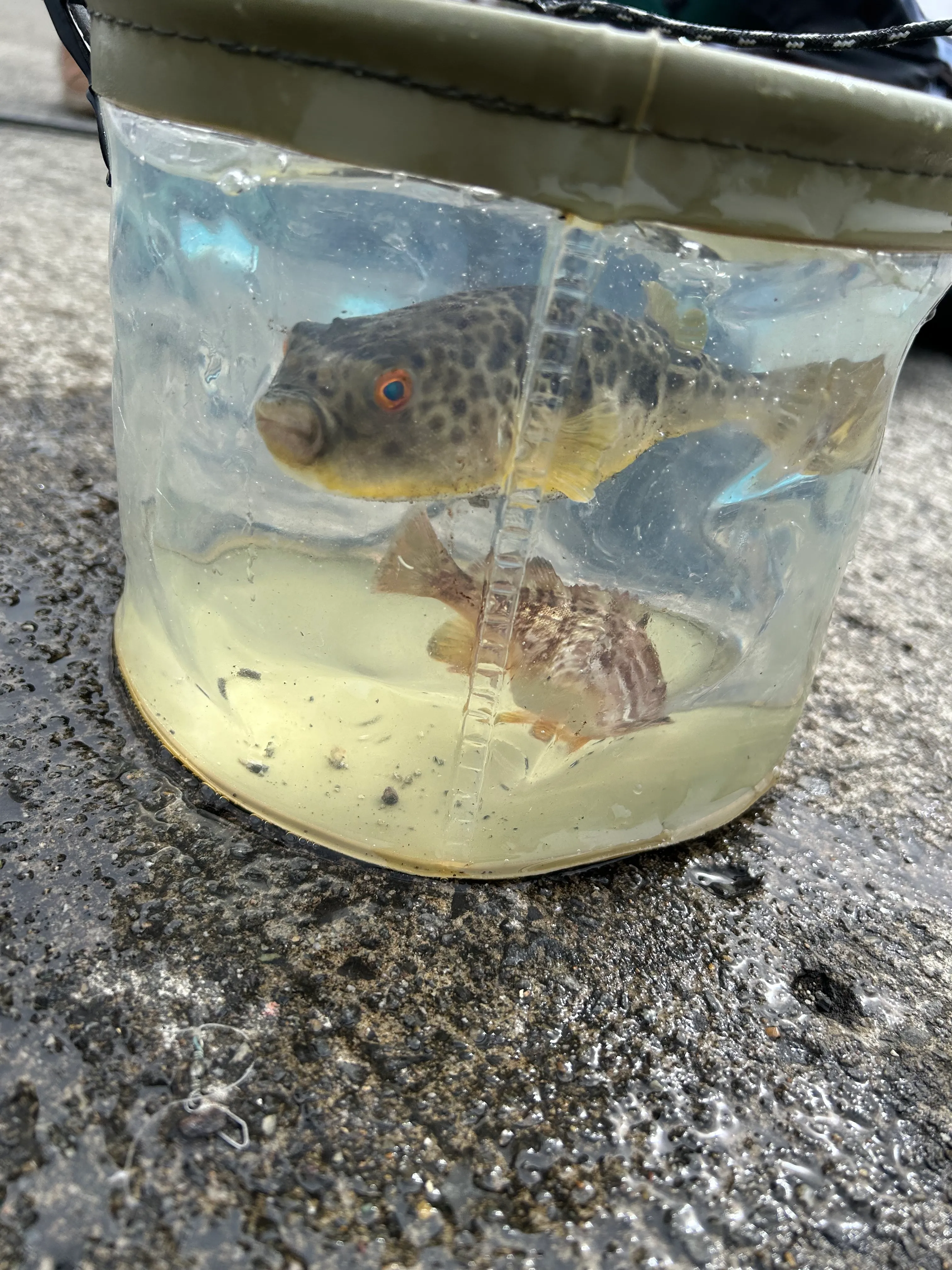 IMG_2037.jpg (3.6 MB)